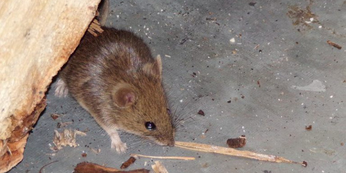 Home Rodent Dropping Removal Boca Raton FL: Safe & Thorough Cleanup Services